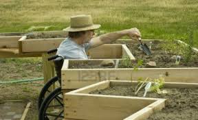9835765-man-in-a-wheelchair-tending-a-garden-in-an-enabling-bed.jpg